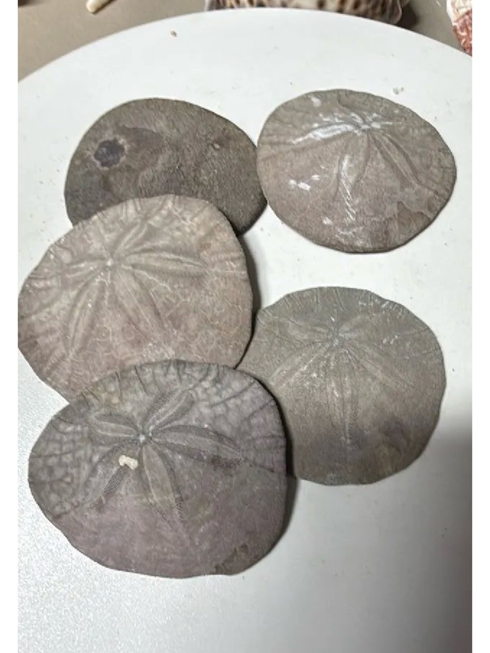 Purple Sand Dollar